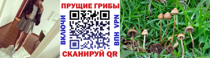 где можно купить Оханск Псилоцибиновые грибы Psilocybe